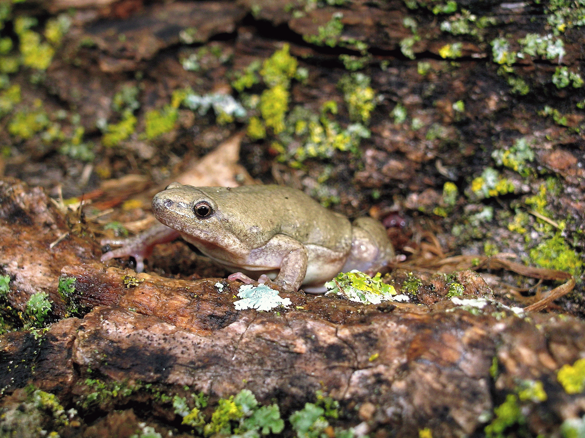 WesternNarrow-mouthedToad