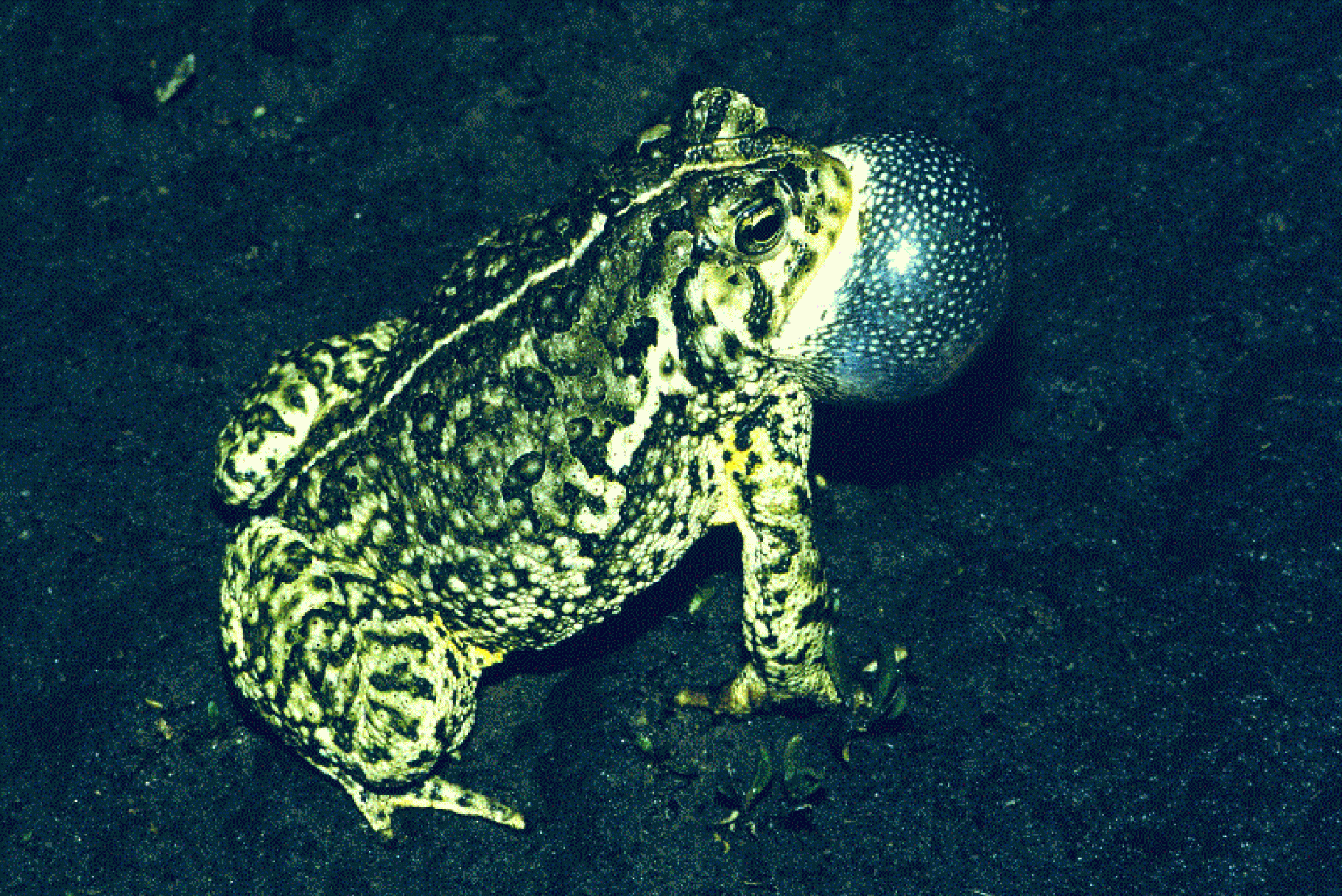 Woodhouse'sToad