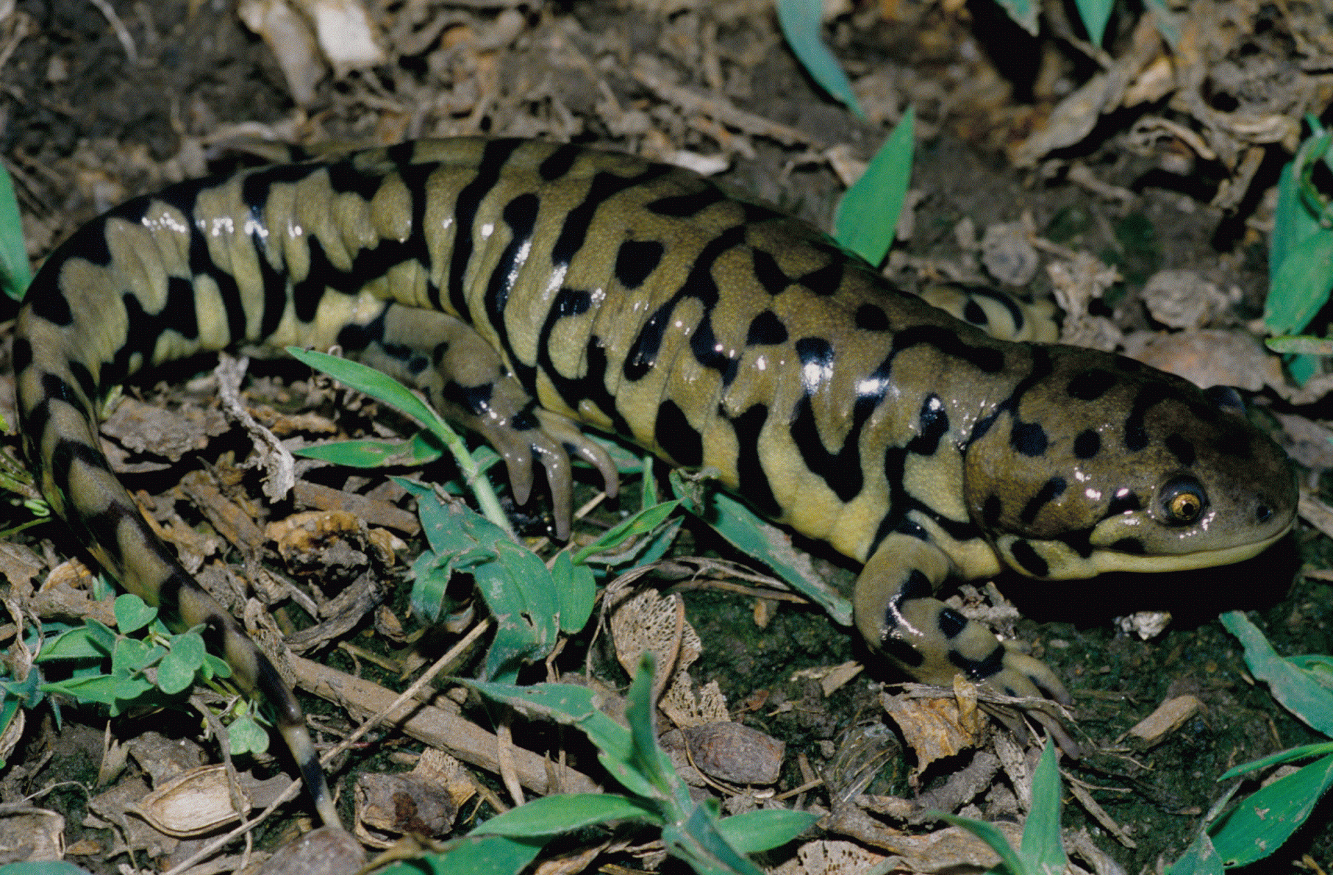 Western tiger Salamander (Formerly Barred Tiger Salamander)