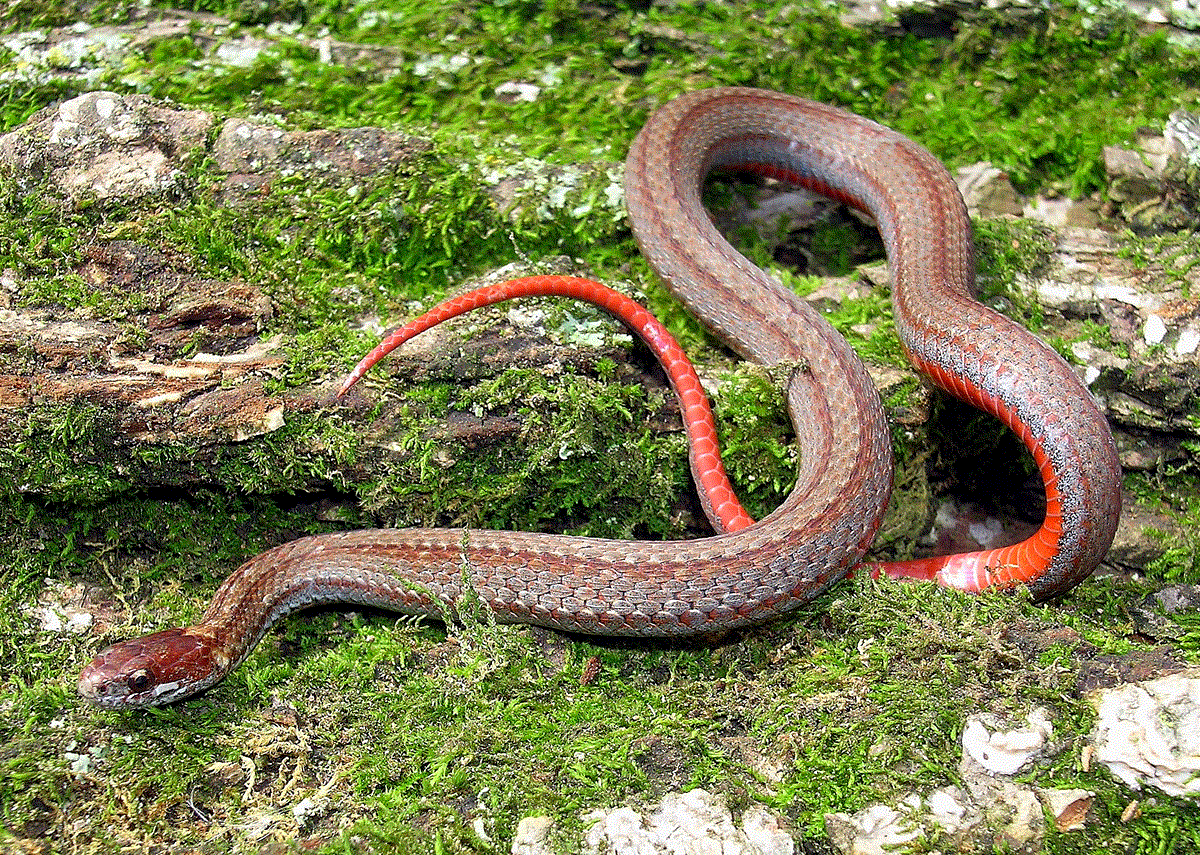 Red-BelliedSnake