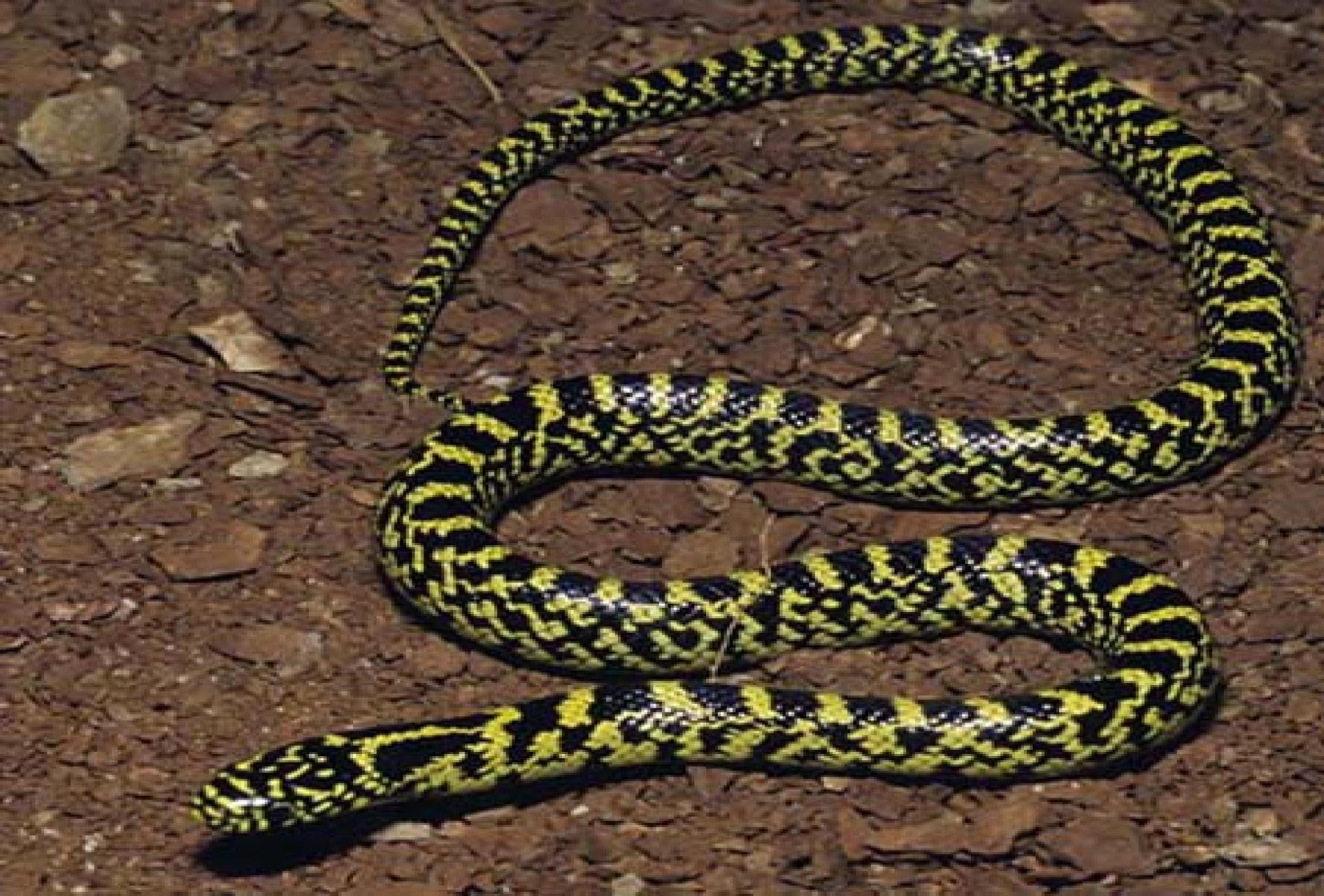 speckled king snake young