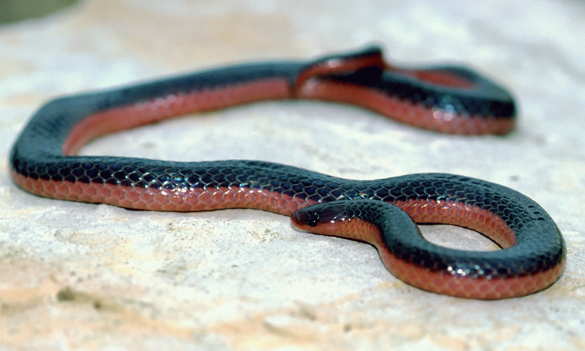  Worm Snake