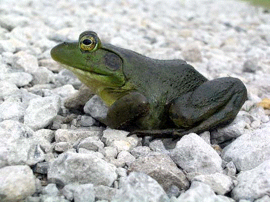 American Bullfrog (Formerly Bullfrog)