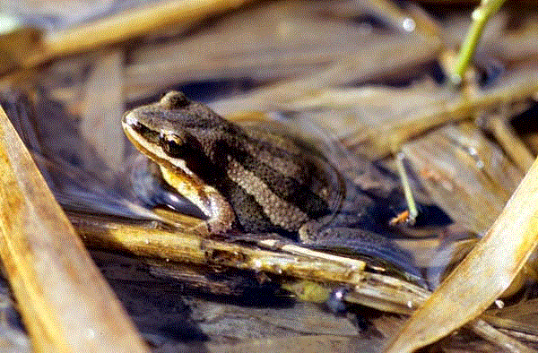 Boreal Chorus Frog