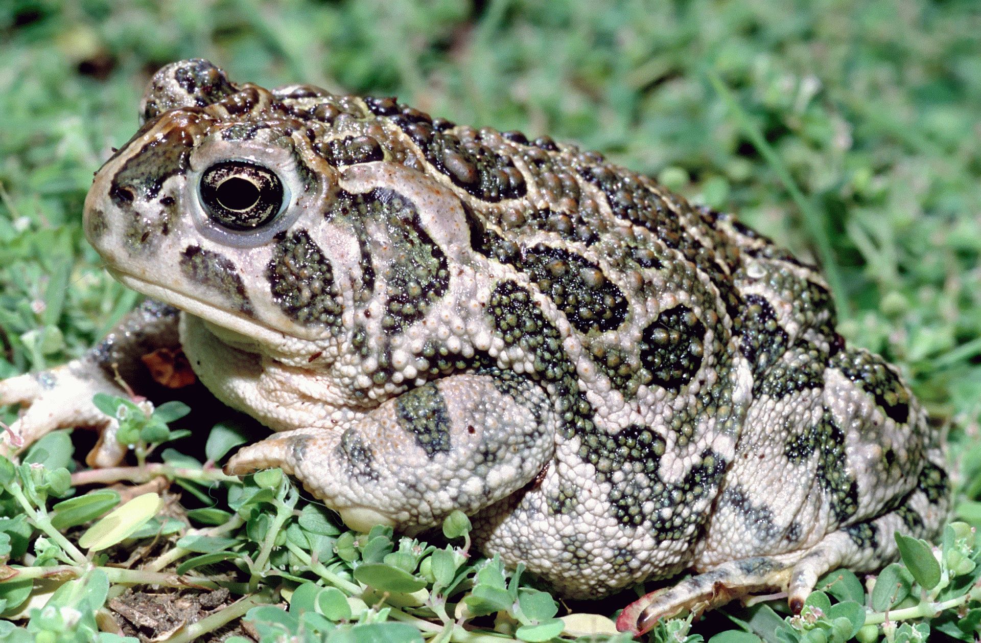 great plains toad