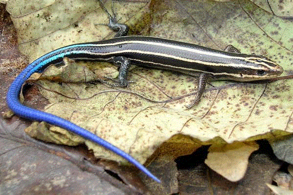 Young five-lined skink