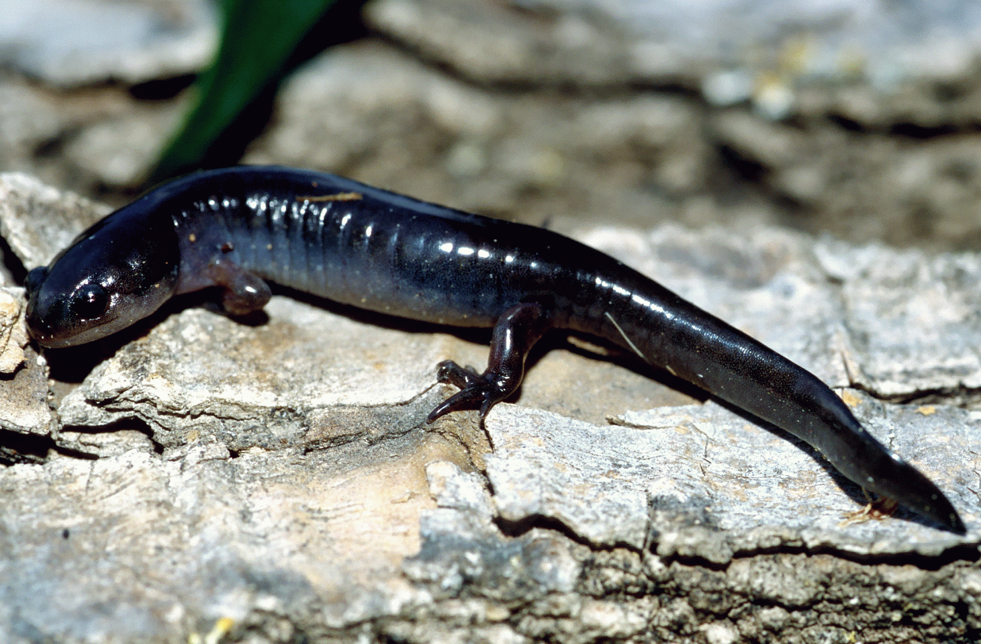 SmallmouthedSalamander