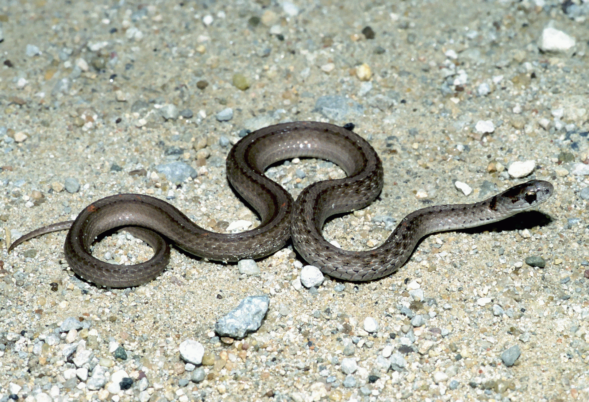 brown snake young