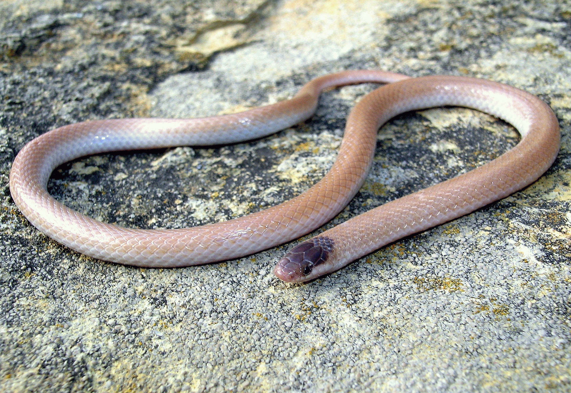 plains black-headed snake