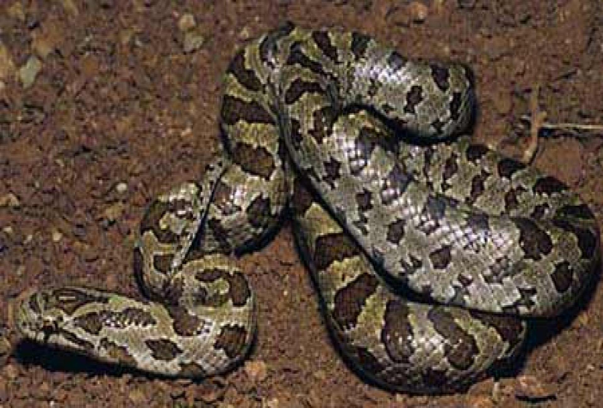 Prairie king snake