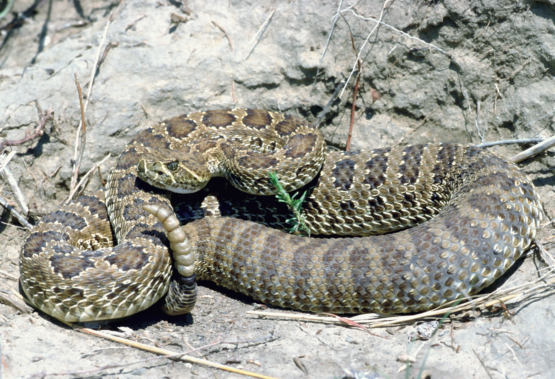 prairie rattle snake