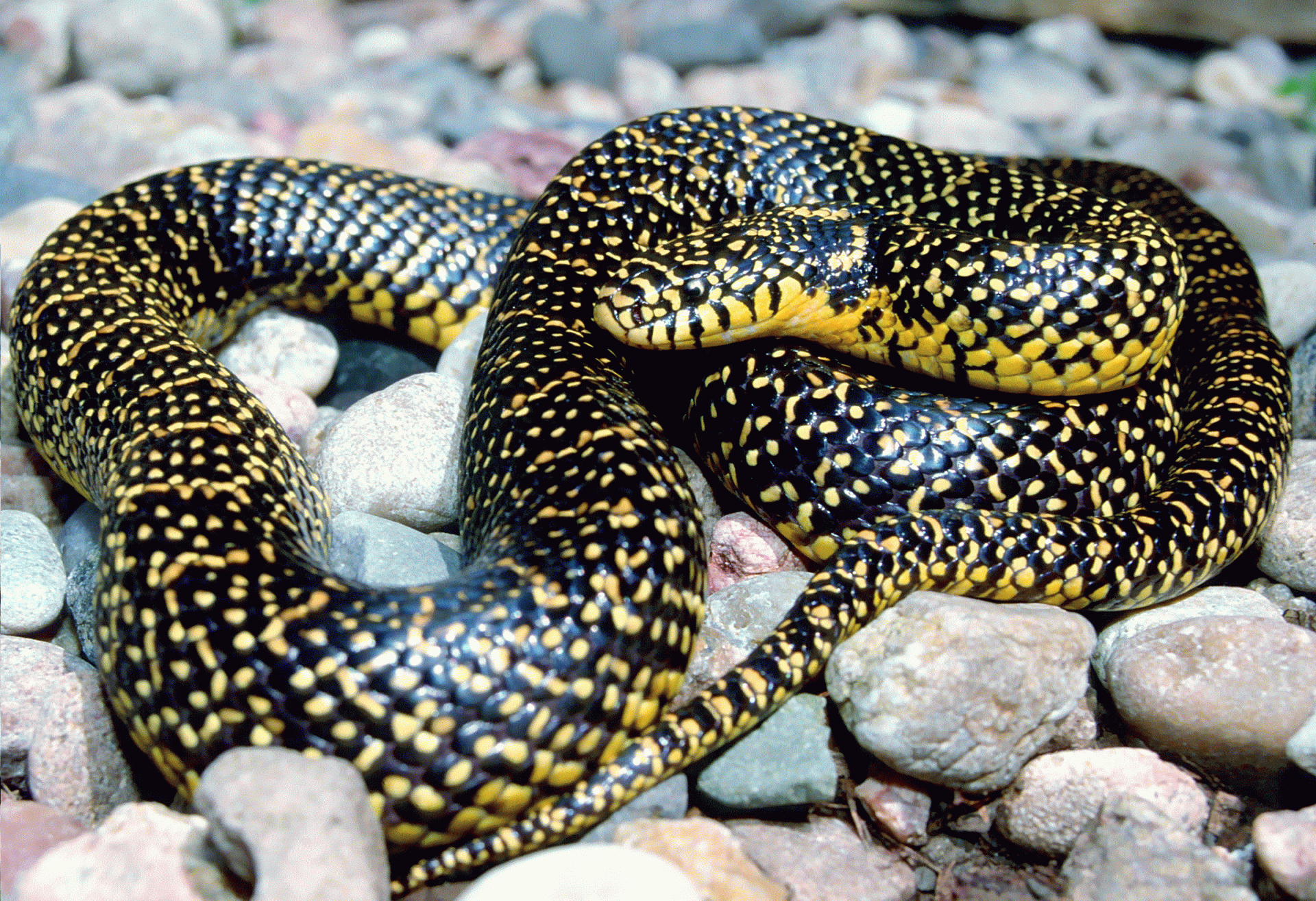 Speckled Kingsnake Amphibians Turtles Reptiles Of Nebraska Nebraska