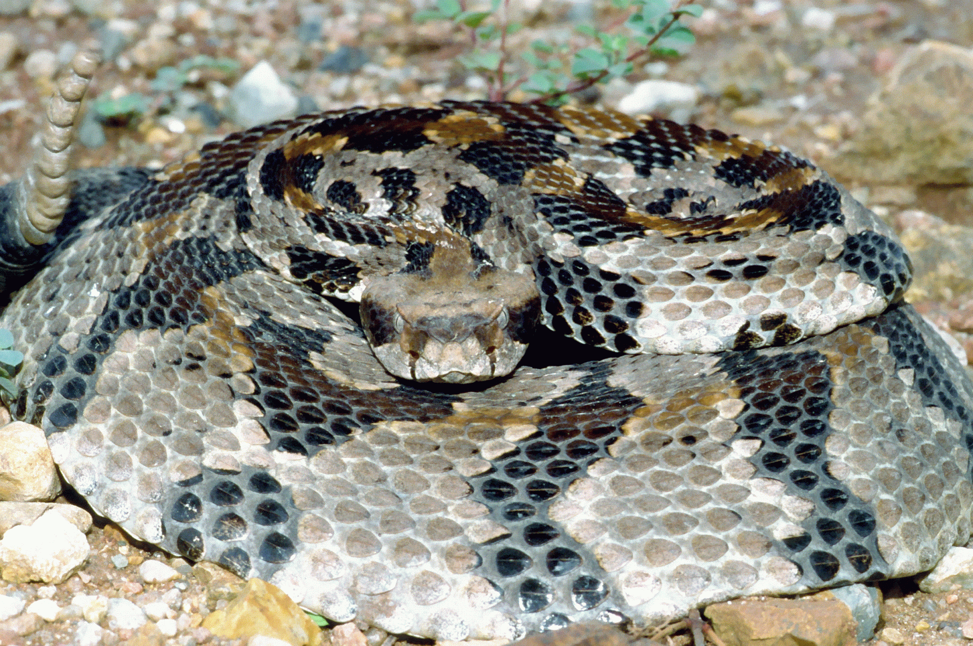 timber rattle snake
