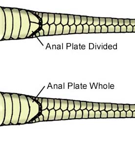 anal plate divided vs anal plate whole