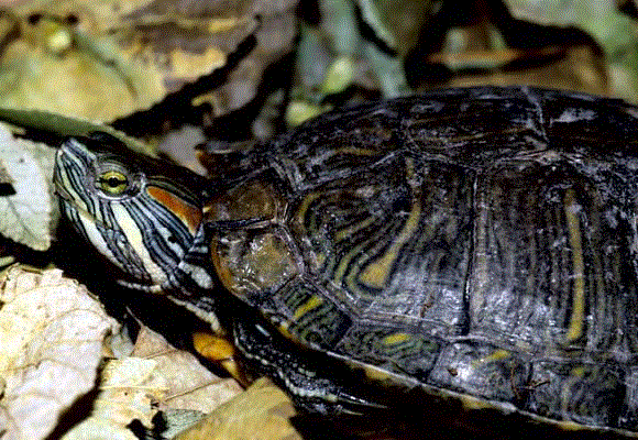 red-eared slider turtle