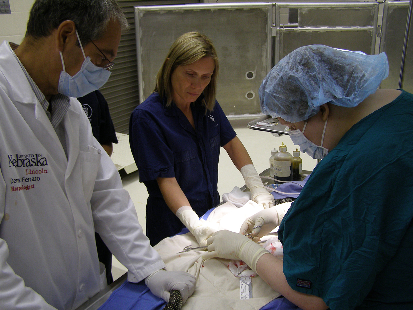 Dennis Ferraro (left) with UNL staff performing surgery on a sick snake.
