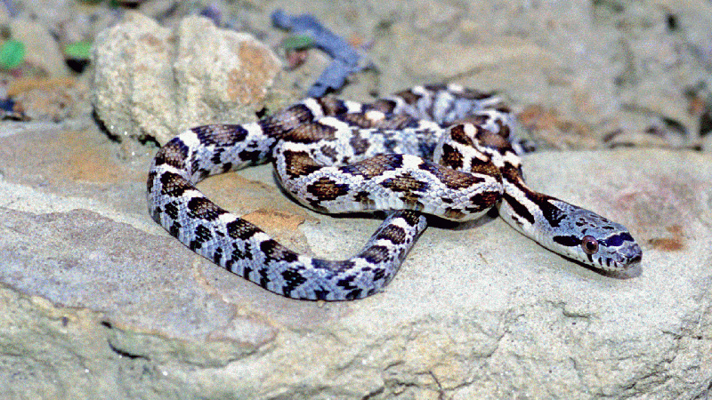 Black Rat Snake - Juvenille