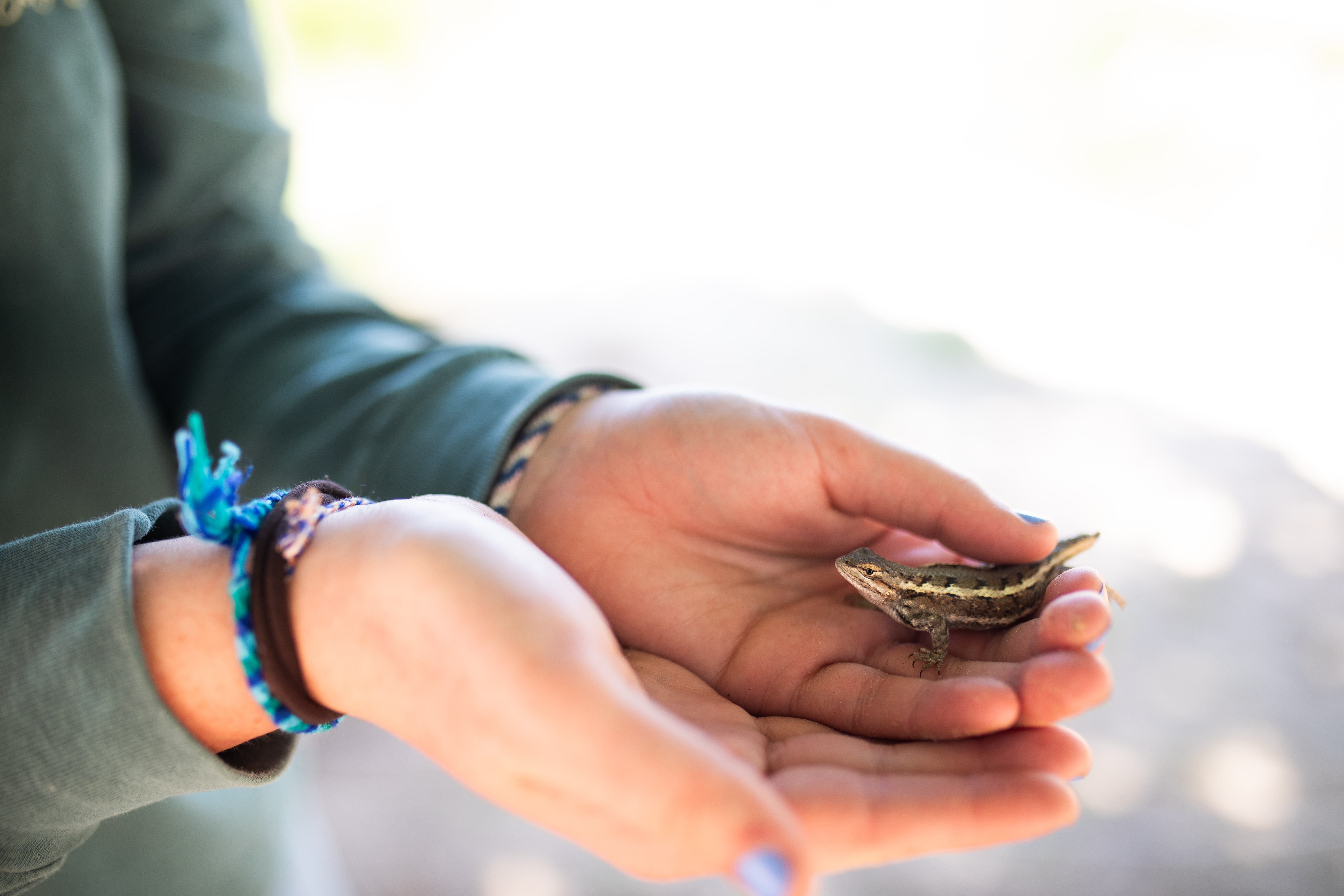 Hands gently holding a small brown lizard in a bright setting.