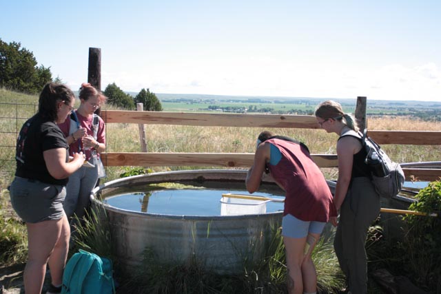 students looking for salamanders in a pond