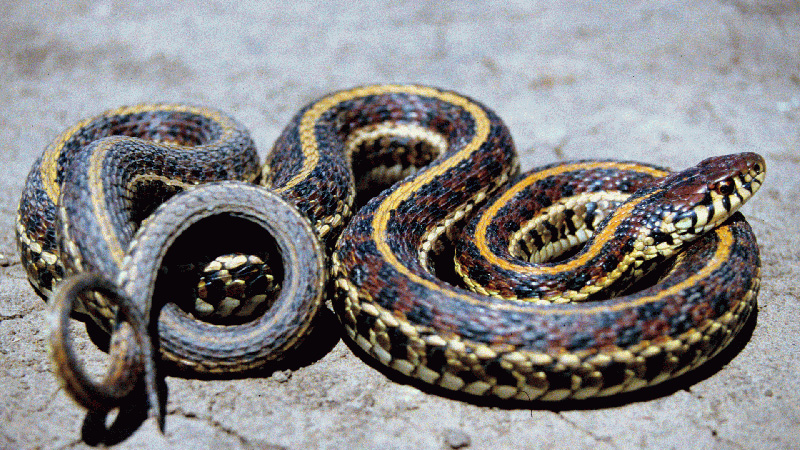 Plains Garter Snake