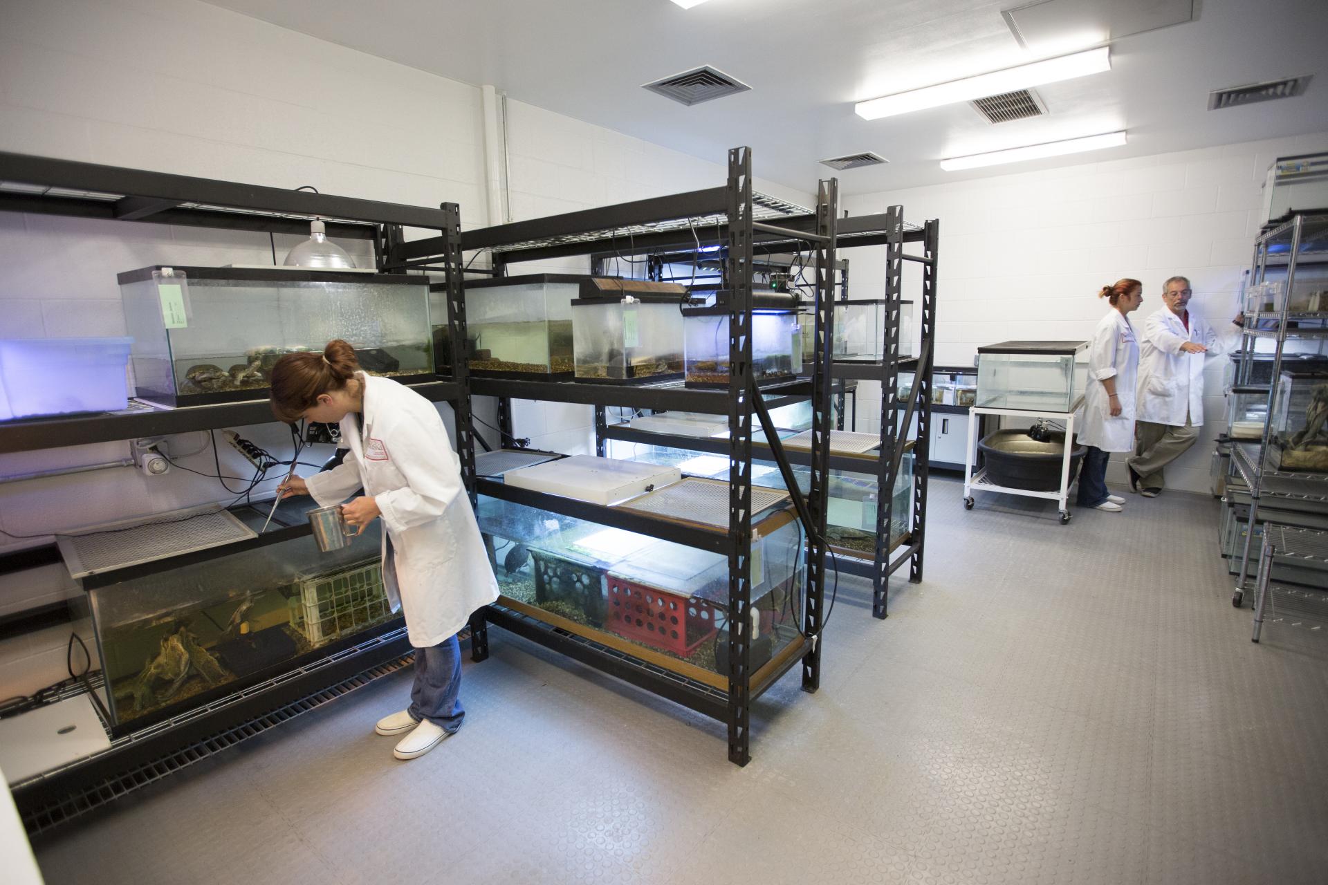 The turtle room houses each of Nebraska's nine turtle species as well as Nebraska's amphibian species.