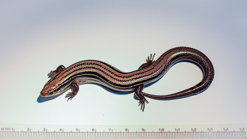 Northern Prairie Skink Back