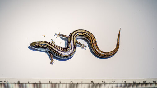 Many lined Skink Back