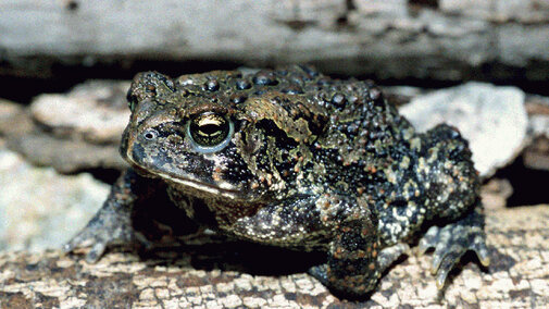 American Toad