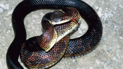 Black Rat Snake