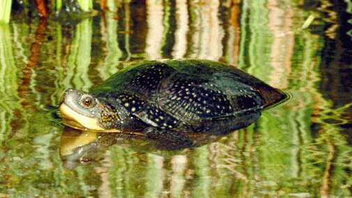 Bland's Turtle