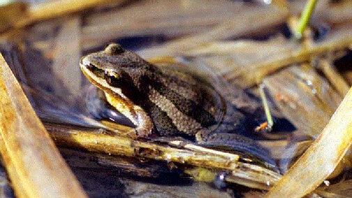 Boreal Chorus Frog