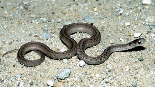 Dekay's Brownsnake - Juvenille