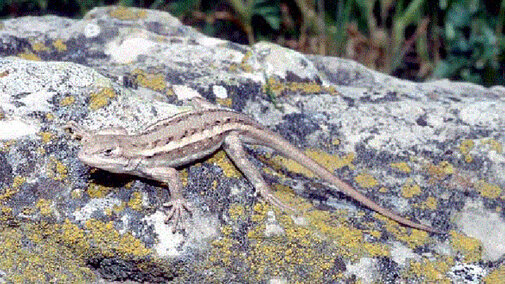 Central Fence Lizard