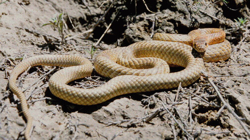 Coachwhip snake