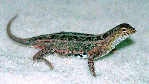 Common Lesser Earless Lizard