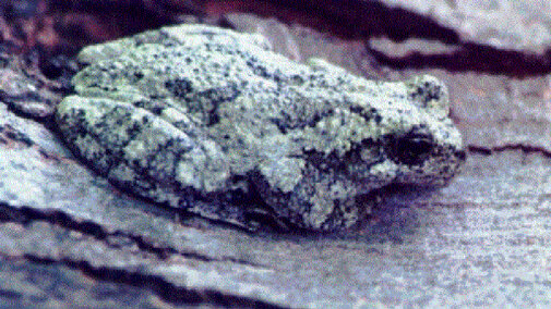 Cope's Gray Treefrog