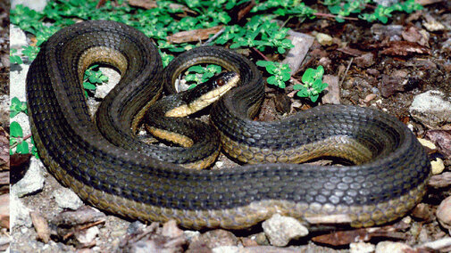 Graham's Crayfish Snake