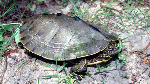 False Map Turtle