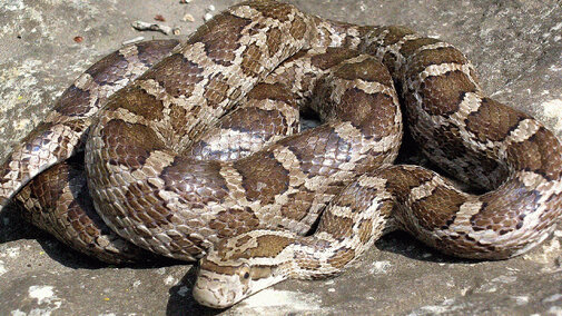 Great Plains Rat Snake