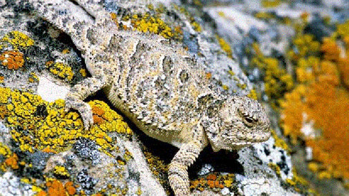 Great Short-horned Lizard