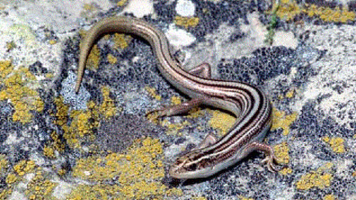 Many-lined Skink