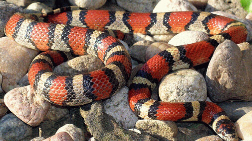 Western Milksnake