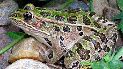 Northen Leopard Frog