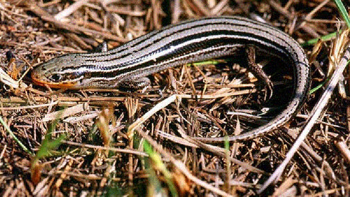 Northern Prairie Skink