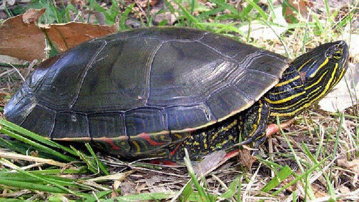 Painted Turtle