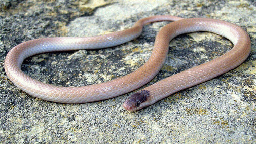  Plains Black-headed Snake