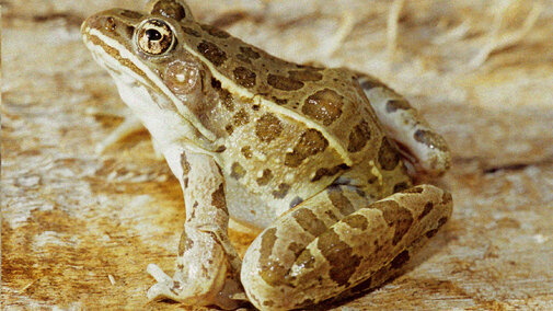 Plains Leopard Frog