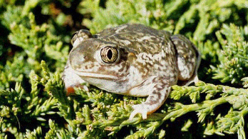 Plains Spadefoot