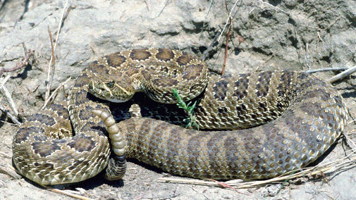 Prairie Rattlesnake - Venomous