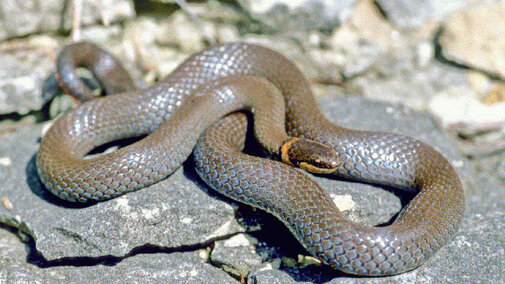 Ring-necked Snake